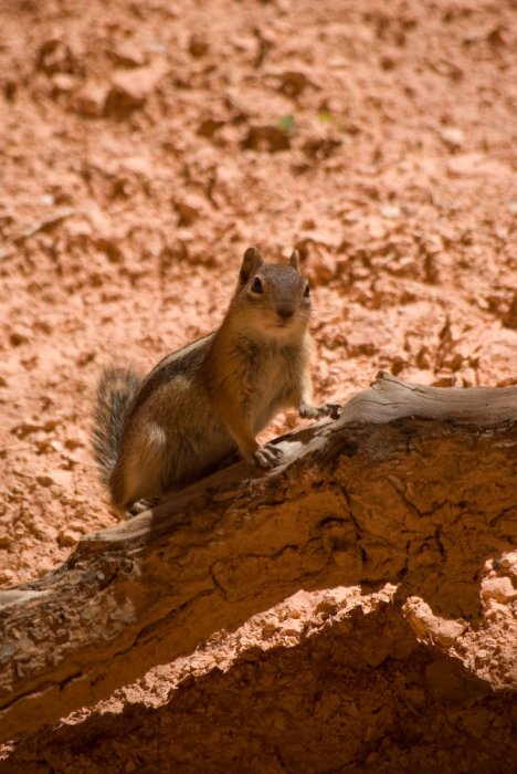 Utah-Bryce Canyon-IMGP4194