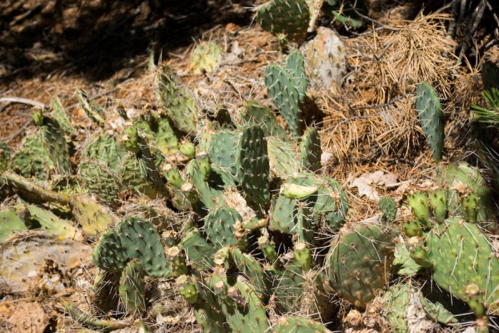 Arizona-Grand Canyon-IMGP4893