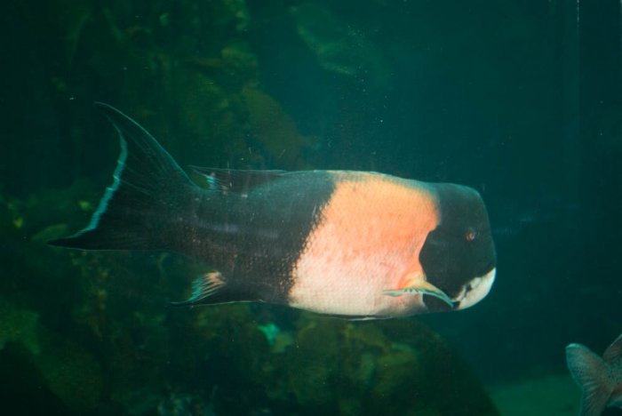 Californie-Monterey-Aquarium-IMGP2852