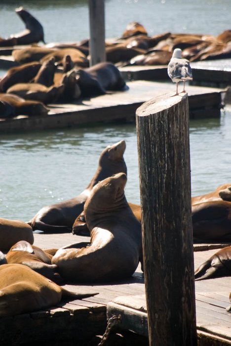 Californie-San Francisco-IMGP2730