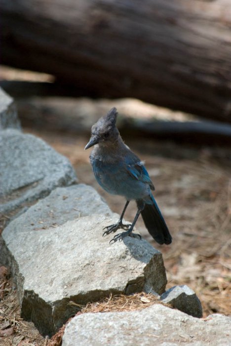 Californie-Yosemite-IMGP3173