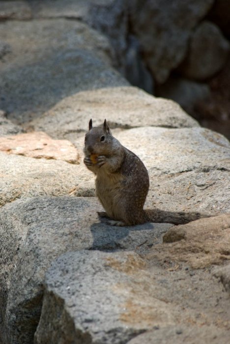 Californie-Yosemite-IMGP3196