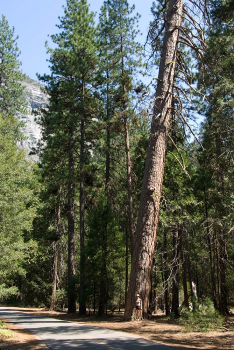 Californie-Yosemite-IMGP3281