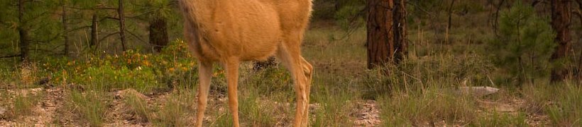Utah-Bryce Canyon-IMGP4157